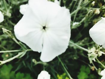 Close-up of white flower blooming outdoors