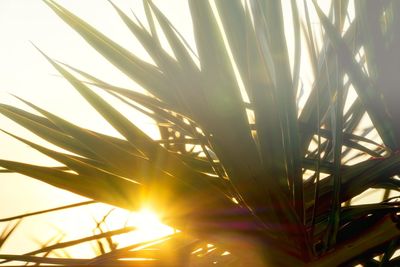 Close-up of grass against sky