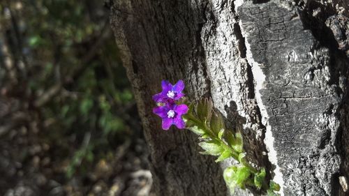 Close-up of purple flowering plant by tree trunk