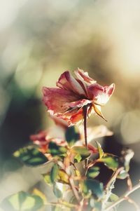 Close-up of red rose flower