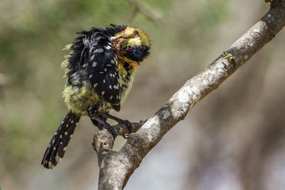 Close-up of bird perching on branch