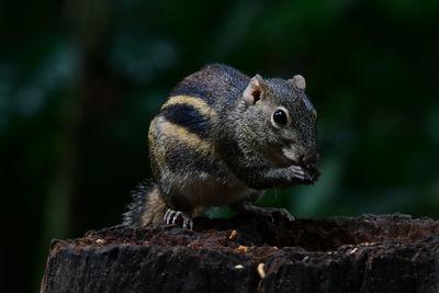 Close-up of a lizard on rock