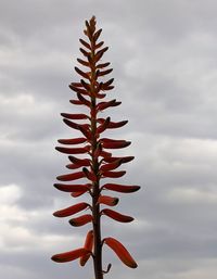 Low angle view of plant against sky