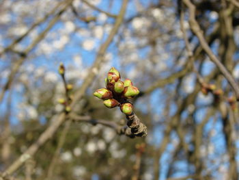 Low angle view of fruits on tree