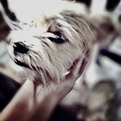 Close-up of dog