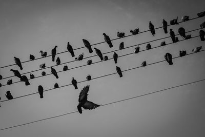 Low angle view of birds perching on cable