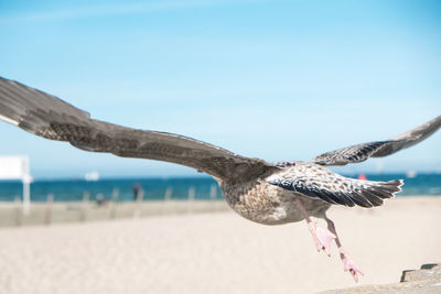 Close-up of seagull flying at beach against clear sky on sunny day