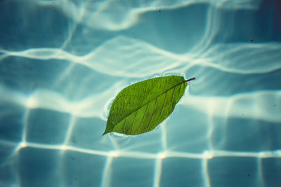 High angle view of leaf floating on lake