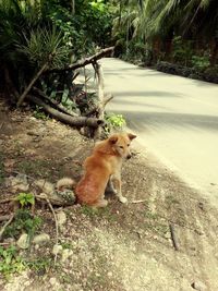 Dog on tree