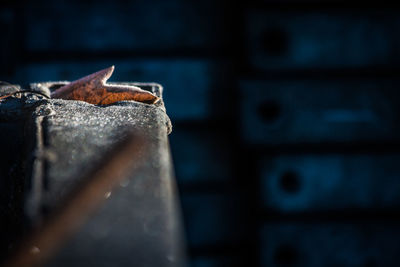 Close-up of rusty