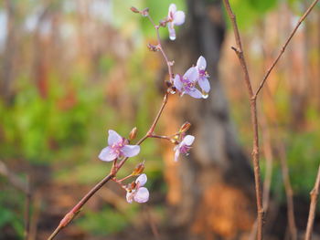 Close-up of pink cherry blossoms