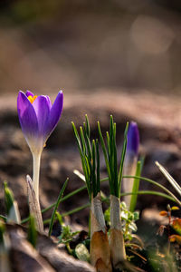 Close-up of purple crocus flowers