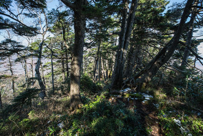 Trees in forest