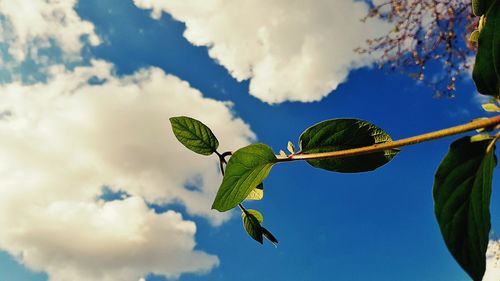 Low angle view of fresh green leaves against sky