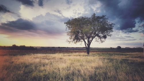 View of lone tree on landscape at sunset