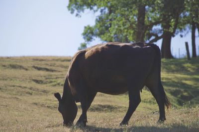 Horse grazing in field