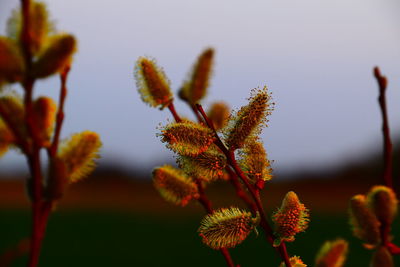 Close-up of flowering plant against sky