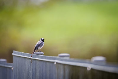 A wagtail sits on a fence