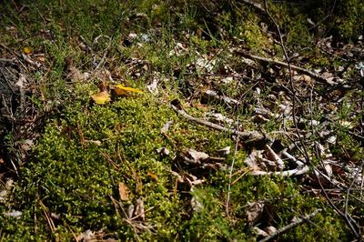 High angle view of a reptile on field