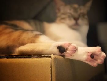 Close-up of dog sleeping