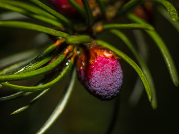 Close-up of cone growing on tree