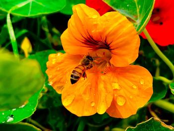 Close-up of bee on yellow flower