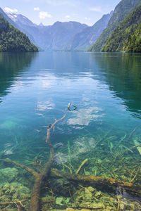 View of birds swimming in lake