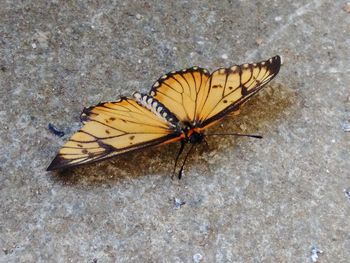 High angle view of butterfly