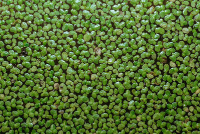 Full frame shot of green leafs