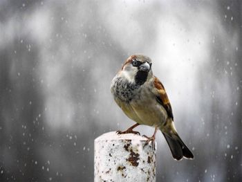 Close-up of bird perching on snow