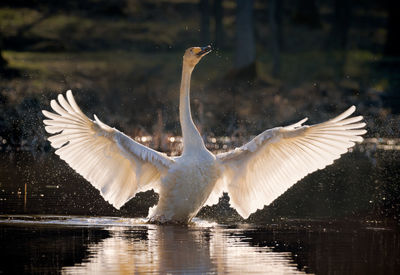 Close-up of swan flying over lake