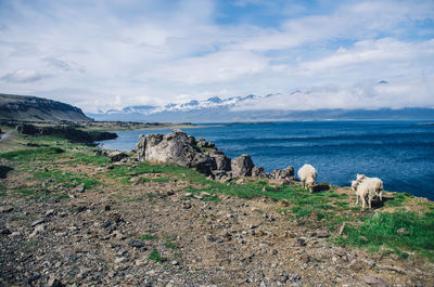 Sheep standing at beach against sky