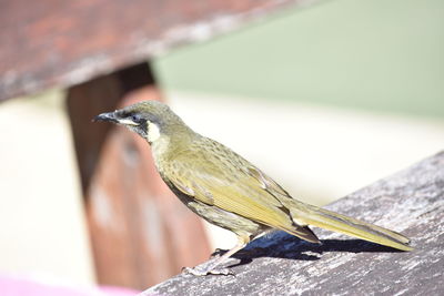 Close-up of bird perching on wood