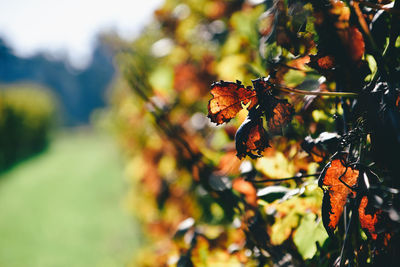 Close-up of autumn leaves on vineyard