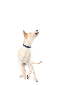 Yellow lab twisting and jumping on solid white background