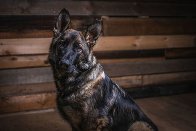 Portrait of dog sitting outdoors