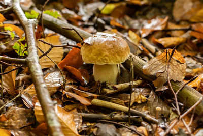 Close-up of mushrooms growing on field