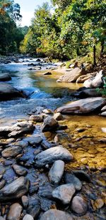 Stream flowing through rocks in forest