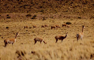 Flock of alpacas on field