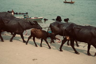 Horses in the sea