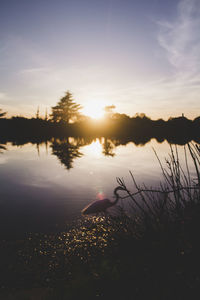 Great egret in lake during sunset