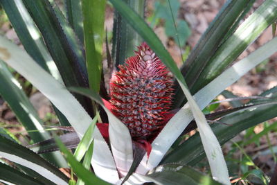 Close-up of red flower plant