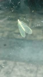 Close-up of jellyfish swimming in water