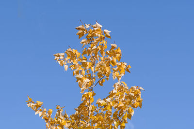 Low angle view of flowering plant against clear blue sky