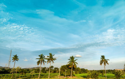 Palm trees on field against sky