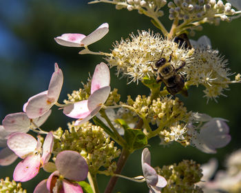 Close-up of bee on flower blooming outdoors