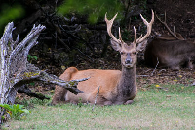 Sheep grazing on grassy field