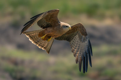 Bird flying against sky