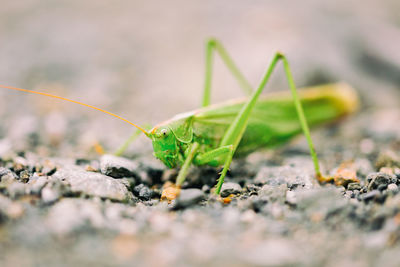 Close-up of insect on leaf in field