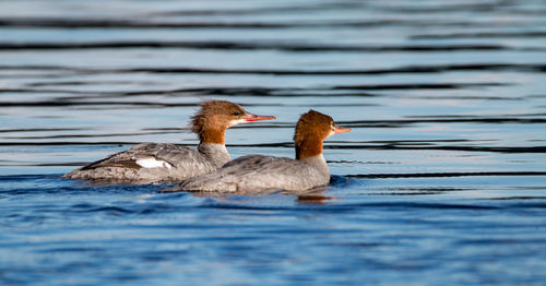 Ducks swimming in lake